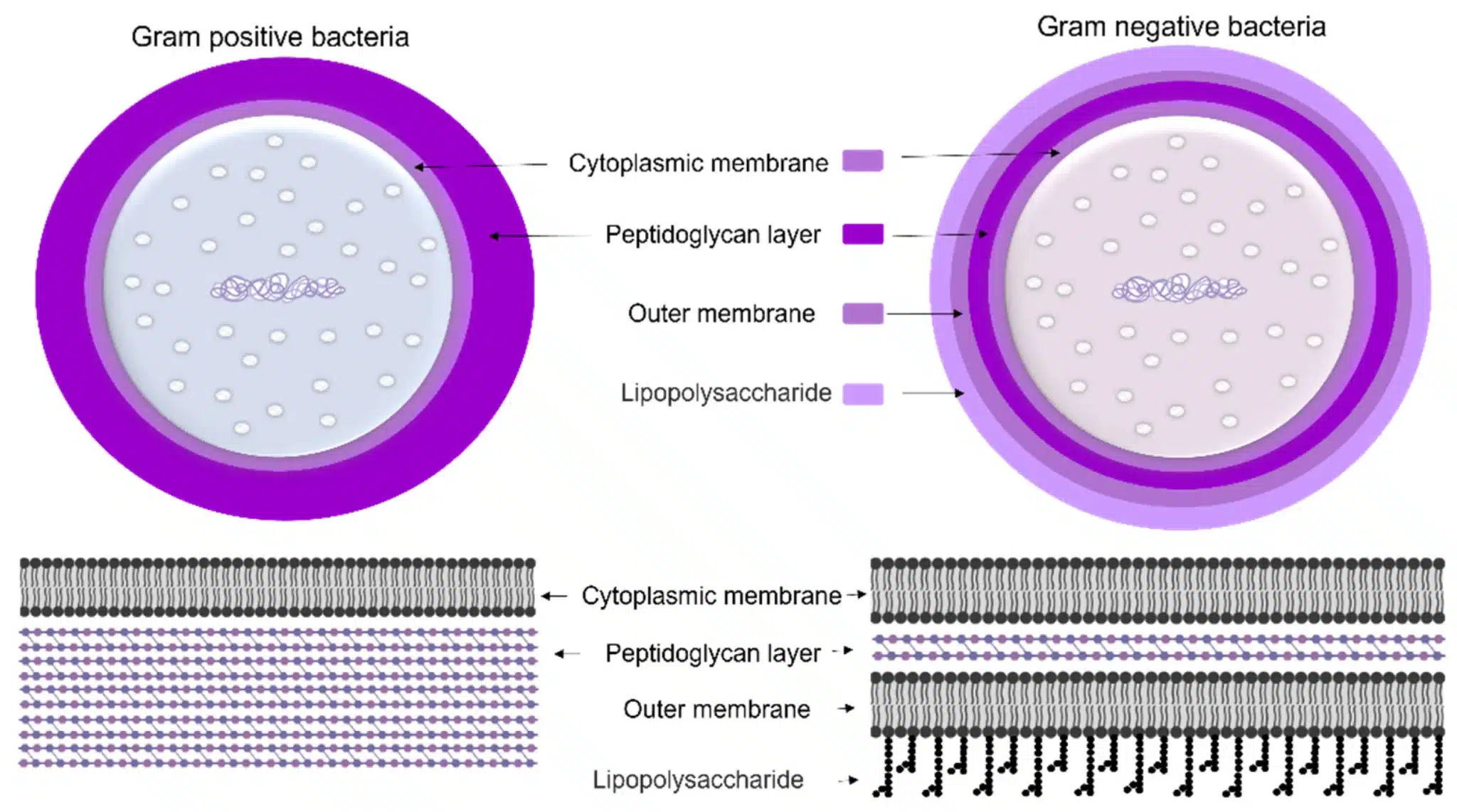 Bacterial Cell Wall Composition