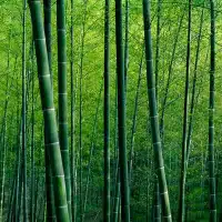 Bamboo Pulp