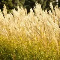 Reed Pulp