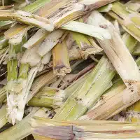 Sugarcane Bagasse