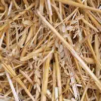 Wheat Straw Pulp